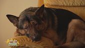 Marley, un super cane eroe