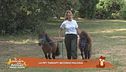 La pet therapy secondo Malvina