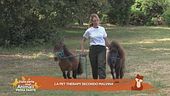 La pet therapy secondo Malvina