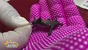 Marcello, il pipistrello non più orfano
