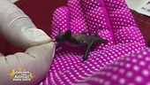 Marcello, il pipistrello non più orfano