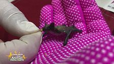 Marcello, il pipistrello non più orfano
