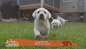 Alimento pet: puppy vs. adult
