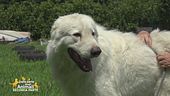 Axel, cucciolone affettuosissimo