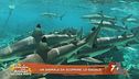 Un animale da scoprire: lo squalo