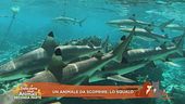 Un animale da scoprire: lo squalo