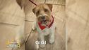 Aiutateci a trovare Gigi