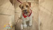 Aiutateci a trovare Gigi