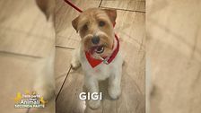 Aiutateci a trovare Gigi