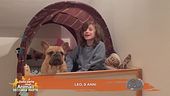 Perchè i cani amano tanto dormire sui letti?