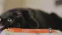 Un animale da scoprire: il gatto