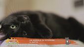 Un animale da scoprire: il gatto