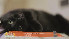 Un animale da scoprire: il gatto