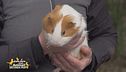 Ciccia, la cavia fortunata