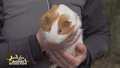 Ciccia, la cavia fortunata