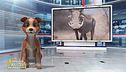 Un animale da scoprire: il facocero