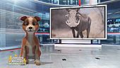 Un animale da scoprire: il facocero