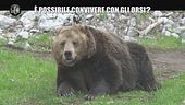 MORALI: È possibile convivere con gli orsi?