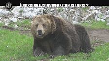 MORALI: È possibile convivere con gli orsi?