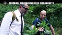 PELAZZA: Dentro le piantagioni della 'ndrangheta