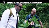 PELAZZA: Dentro le piantagioni della 'ndrangheta