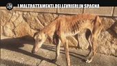 AGRESTI: I maltrattamenti dei levrieri in Spagna