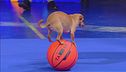 Il percorso sui palloni da basket del chihuahua Milo