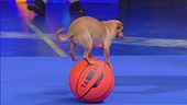 Il percorso sui palloni da basket del chihuahua Milo