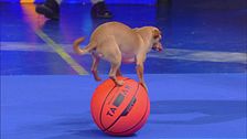 Il percorso sui palloni da basket del chihuahua Milo