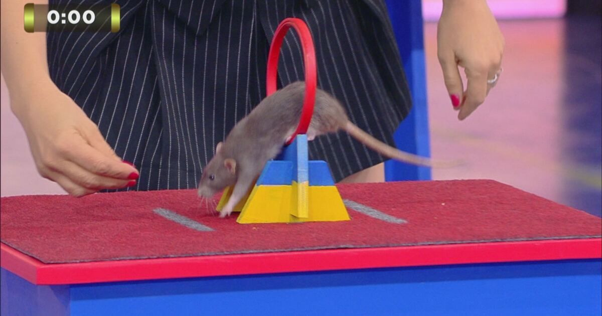 Lo show dei record: Il record del topino salterino Video | Mediaset ...