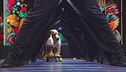 Coda, il cane sullo skateboard