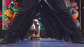 Coda, il cane sullo skateboard