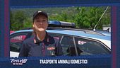 Trasporto animali domestici
