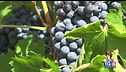 Gusto di Vino - Antichi vigneti d'Abruzzo