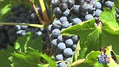Gusto di Vino - Antichi vigneti d'Abruzzo