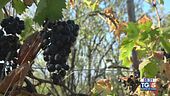 Gusto di Vino: il Montepulciano d'Abruzzo