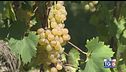 Gusto di Vino: il Roero