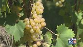 Gusto di Vino: il Roero