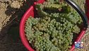 Gusto di Vino: l'uva passerina