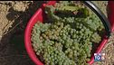 Gusto di Vino: l'uva passerina