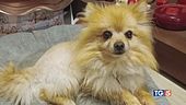 Se avete un cuore restituitele Maui!