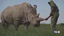 Il rinoceronte bianco rischia l'estinzione