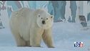 Giorno mondiale animali tutela dei loro diritti