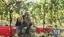 Gusto DiVino: la vendemmia per il prosecco