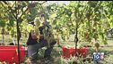 Gusto DiVino: la vendemmia per il prosecco