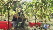 Gusto DiVino: la vendemmia per il prosecco