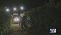 Gusto di Vino - La vendemmia notturna del Ruché