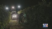 Gusto di Vino - La vendemmia notturna del Ruché