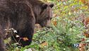 Ucciso l'orso M90, ira degli animalisti