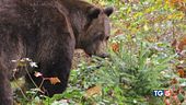 Ucciso l'orso M90, ira degli animalisti